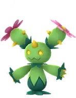 Maractus