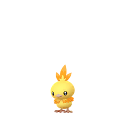 Torchic