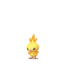 Torchic